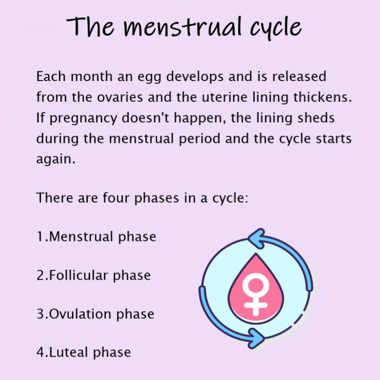 Phases of the menstrual cycle 