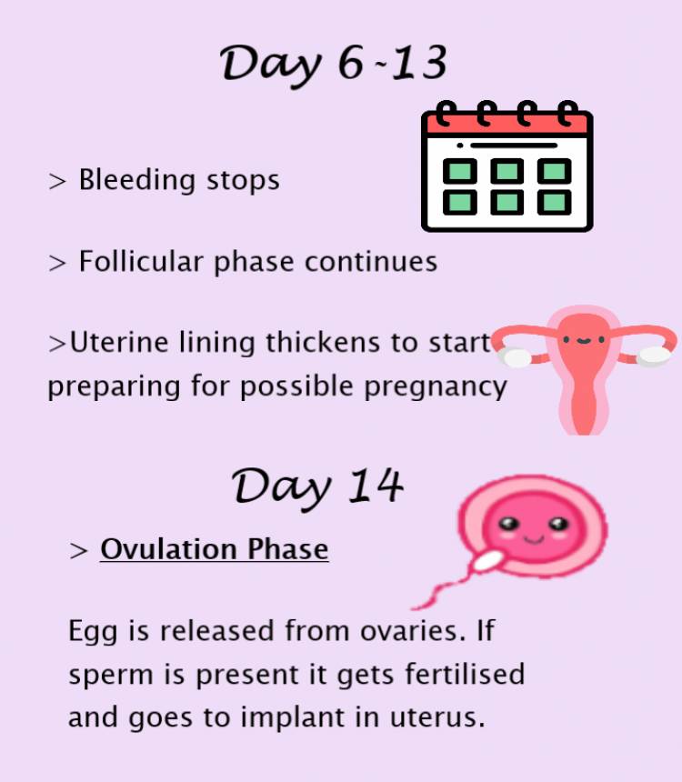 Follicular phase, ovulation, ovulation phase